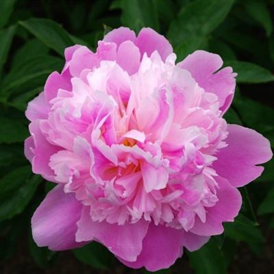 ag旗舰厅客户端下载